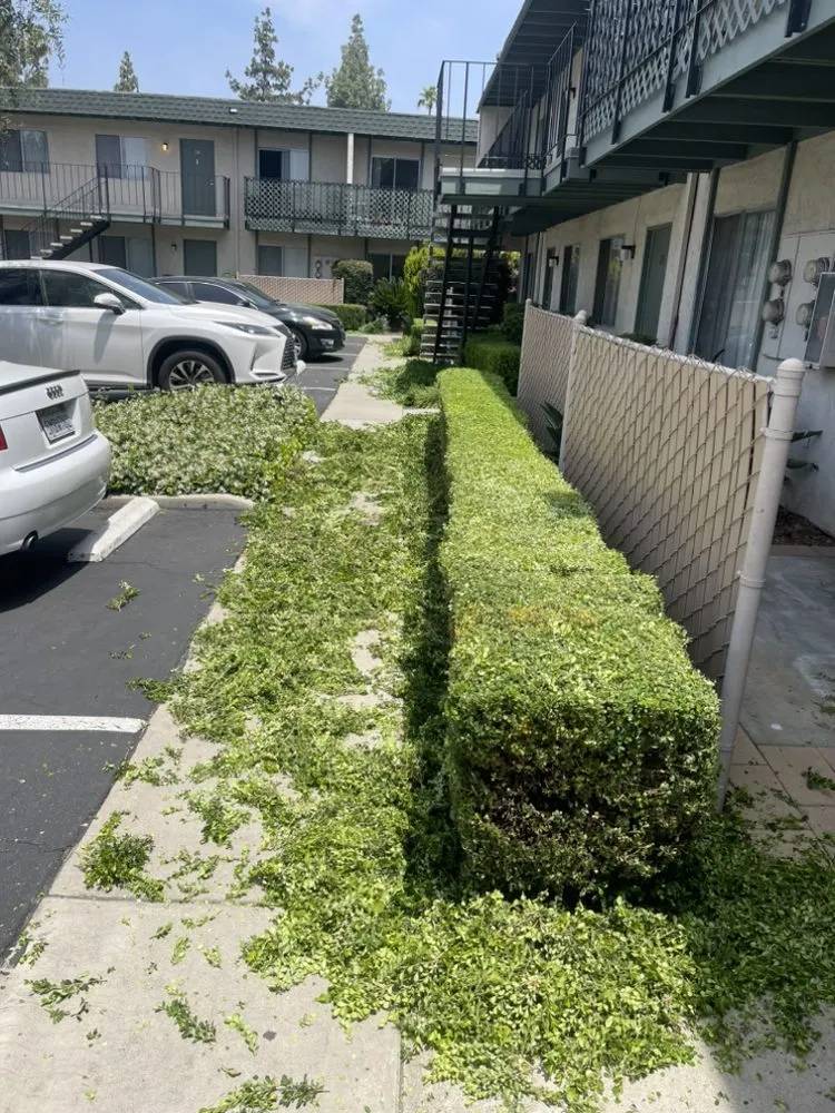 Custom lawn care service for homes across San Bernardino, CA - Zamorano Landscape