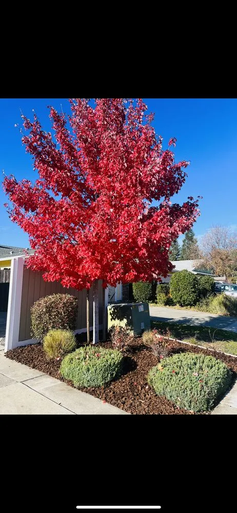 Reliable landscaping services in Sacramento, CA by Zamorano Landscaping