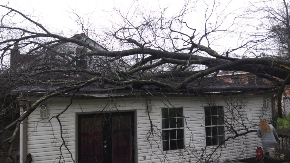 Local landscape installation for beautiful yards across Alabaster, AL - Zamors' Tree Expert