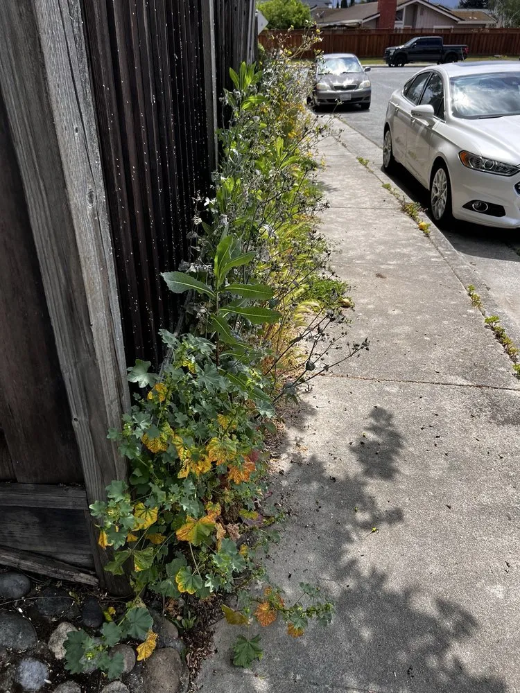 Expert landscaping services for outdoor upgrades across San Jose, CA - Zaqueros Gardening