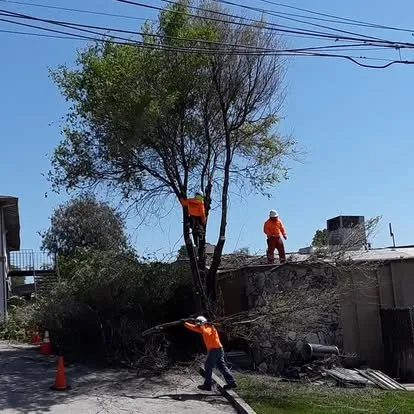 Professional landscape installation for year-round maintenance in Concord, CA by Zaragoza Tree Services