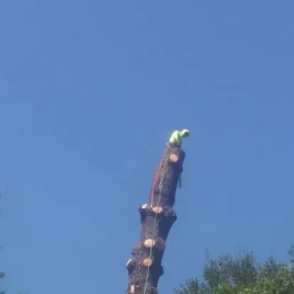 Expert landscape installation in Concord, CA - Zaragoza Tree Services