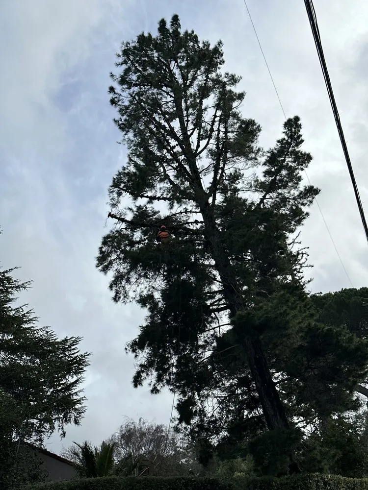 Trusted yard cleanup service near you across San Mateo, CA - Zarco Gardens Landscaping