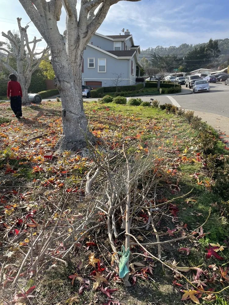 Affordable garden landscaping experts serving San Mateo, CA - Zarco Gardens Landscaping