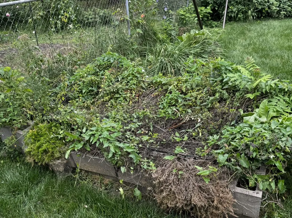 Expert lawn care service for year-round maintenance across Des Moines, IA - ZASN