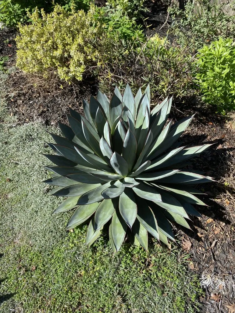 Local lawn mowing service with custom design across Oakland, CA - Zavala Landscape & Gardening