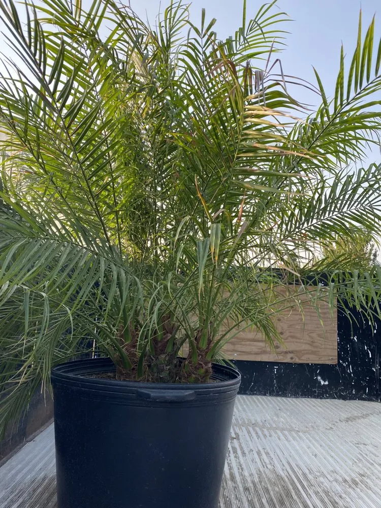 Trusted landscape design experts serving Oakland, CA - Zavala Landscape & Gardening