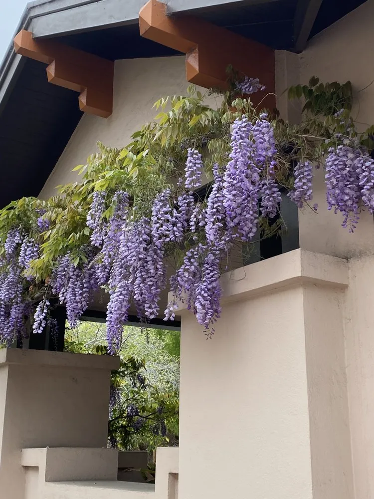 Top-rated yard maintenance in Oakland, CA - Zavala Landscape & Gardening