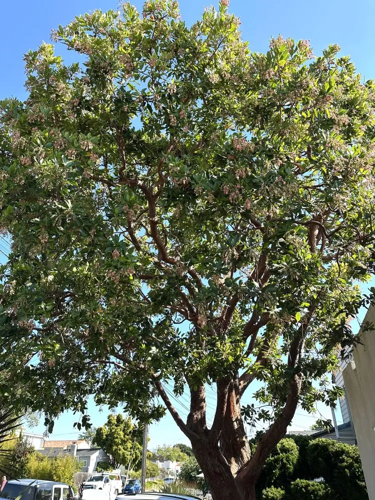 Professional yard cleanup service for outdoor upgrades across Oakland, CA - Zavala Landscape & Gardening