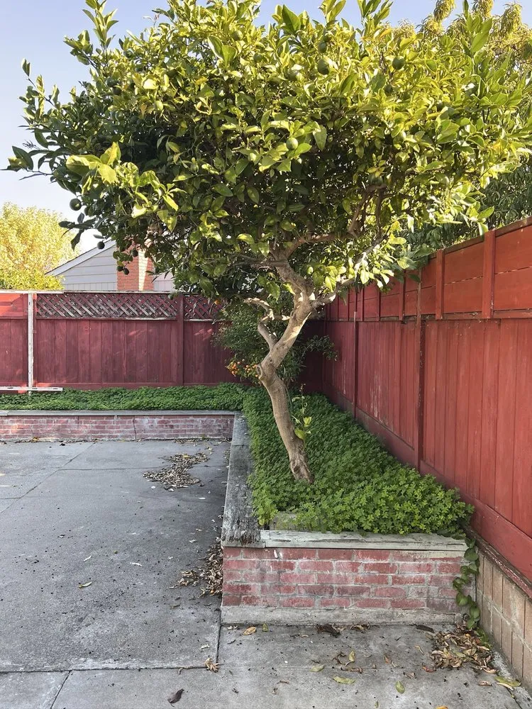 Reliable yard maintenance for year-round maintenance in Oakland, CA by Zavala Landscape & Gardening