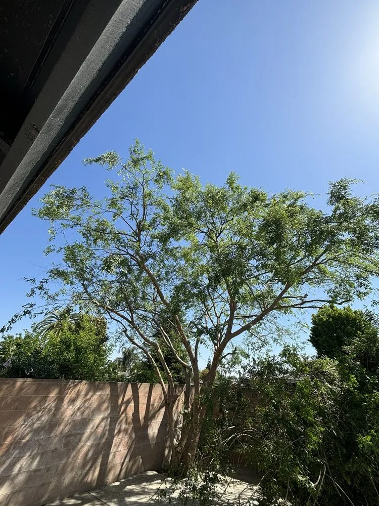 Local landscape design for beautiful yards across Bakersfield, CA - Zavala Tree Service