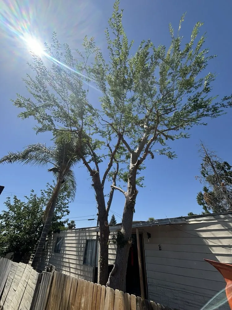 Reliable yard maintenance in Bakersfield, CA - Zavala Tree Service