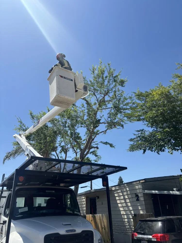 Affordable yard cleanup service for beautiful yards in Bakersfield, CA by Zavala Tree Service