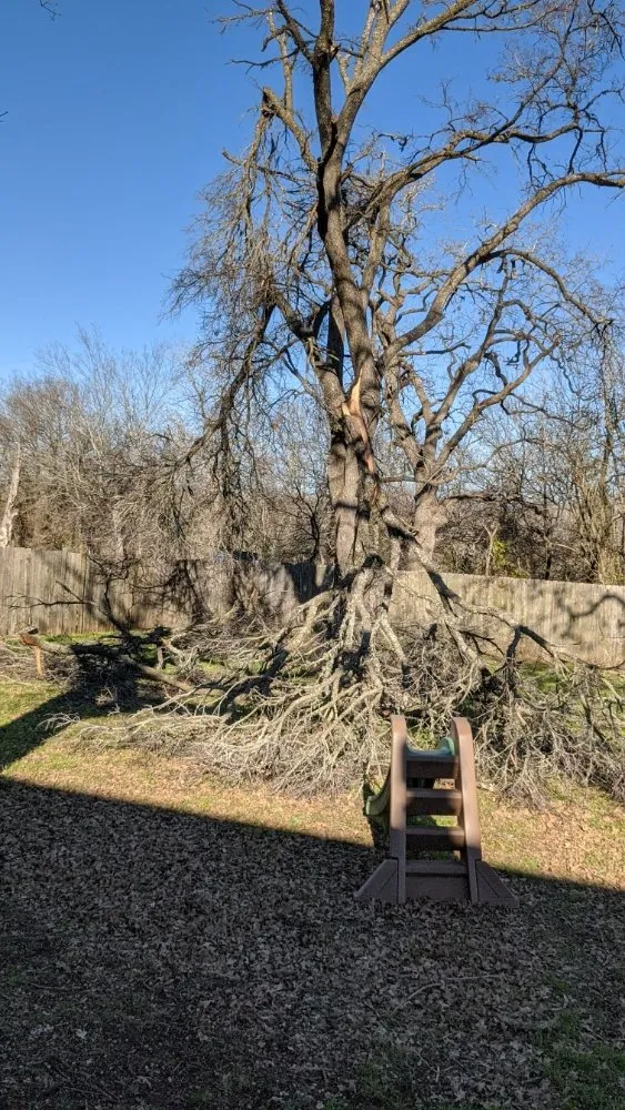 Top-rated landscape design experts serving Elgin, TX - Zavala Tree Service