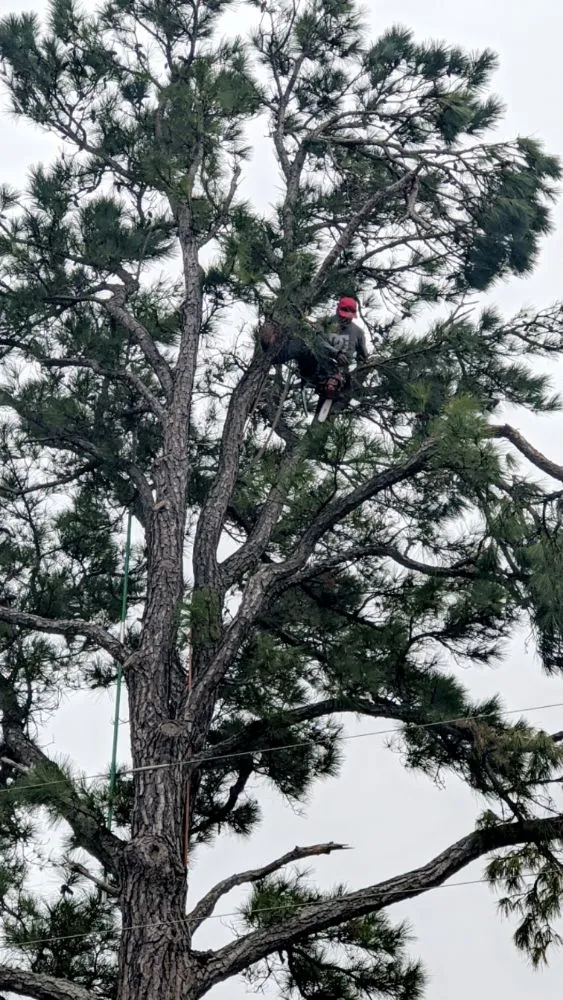Affordable yard maintenance for homes across Elgin, TX - Zavala Tree Service