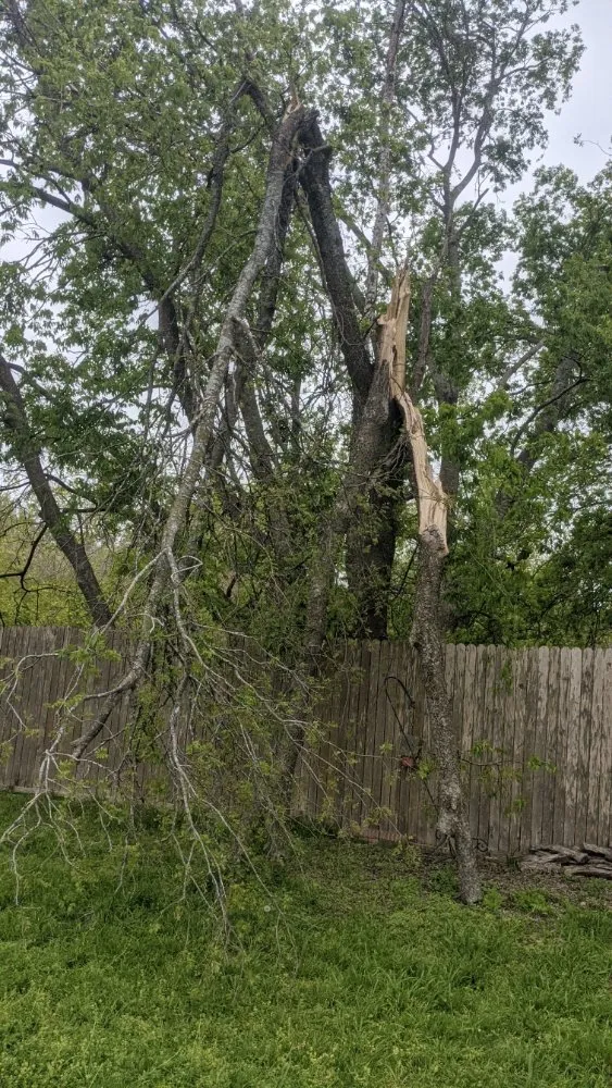 Top-rated lawn care service near you across Elgin, TX - Zavala Tree Service