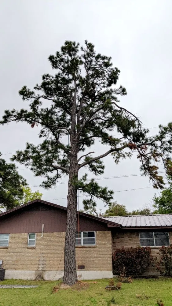 Professional residential landscaping experts serving Elgin, TX - Zavala Tree Service
