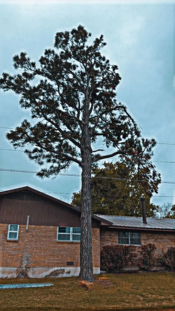 Top-rated landscape design with custom design across Elgin, TX - Zavala Tree Service