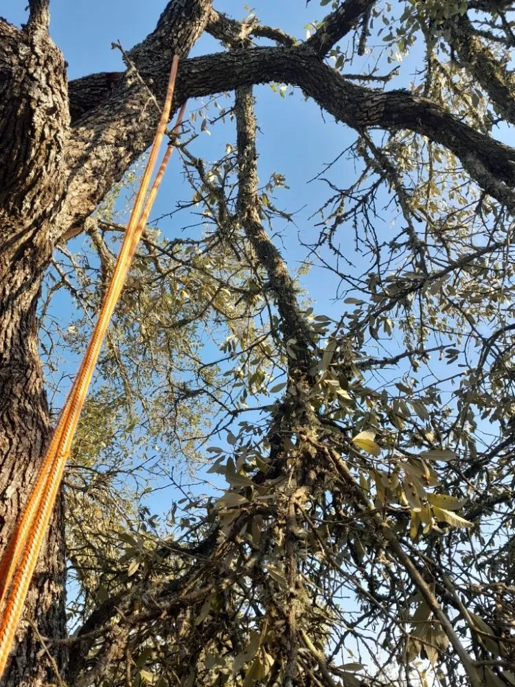 Professional residential landscaping in Elgin, TX by Zavala Tree Service