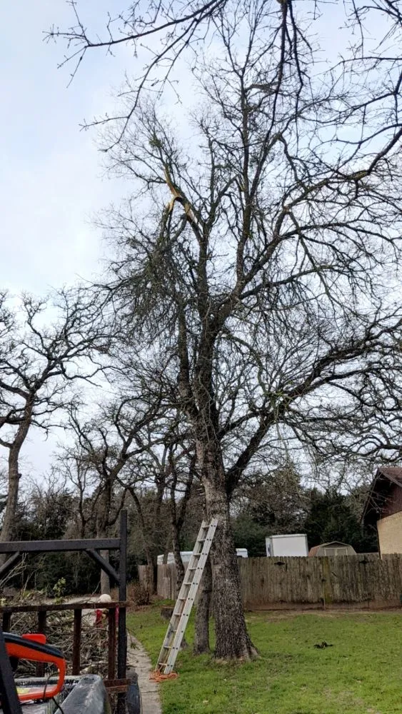 Custom landscape installation experts serving Elgin, TX - Zavala Tree Service