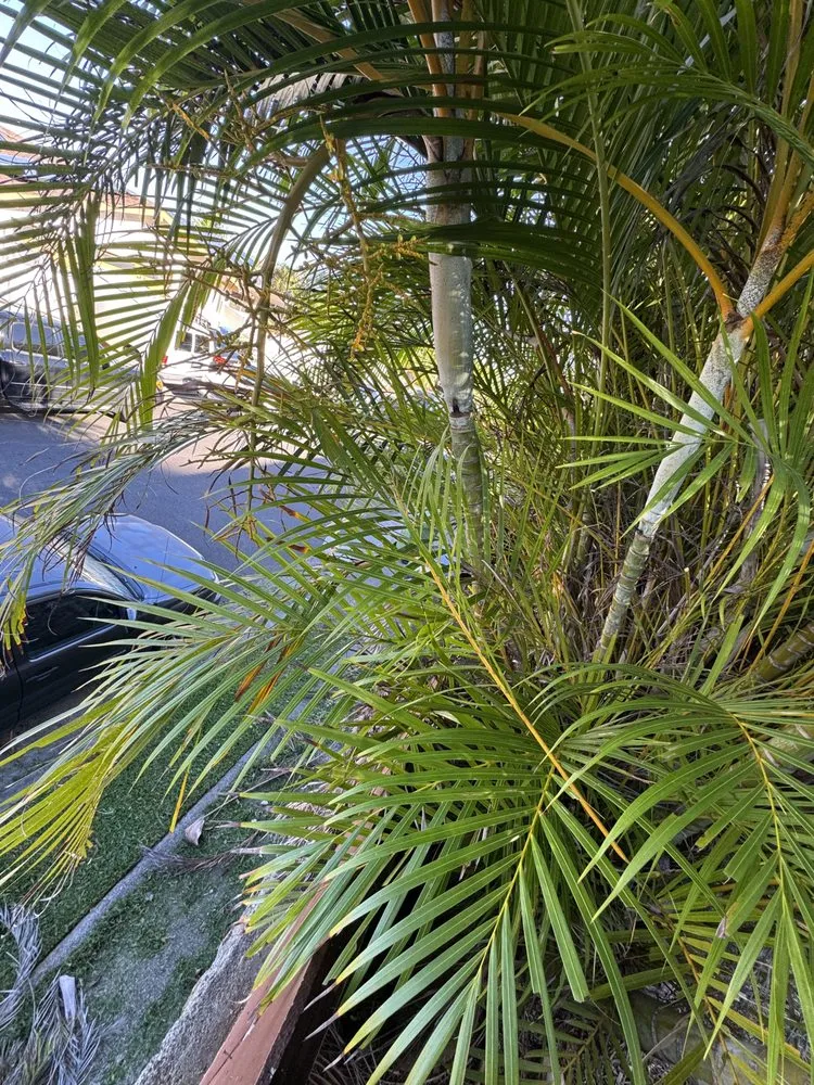 Trusted lawn care service for beautiful yards across Urban Honolulu, HI - ZayKai Landscape