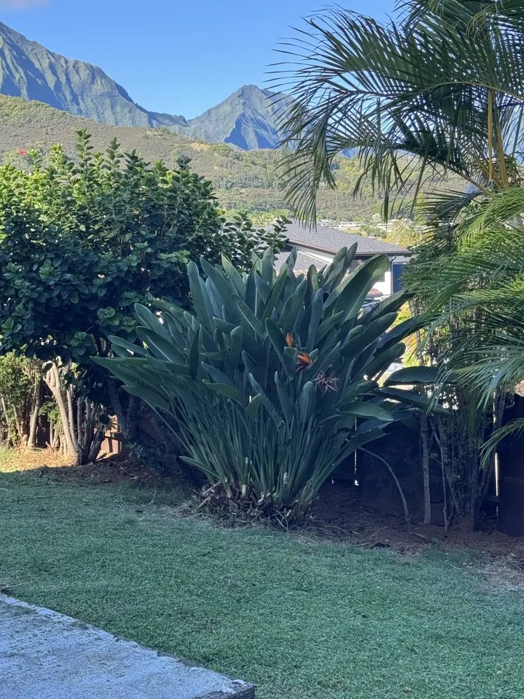 Professional yard maintenance for outdoor upgrades in Urban Honolulu, HI by ZayKai Landscape