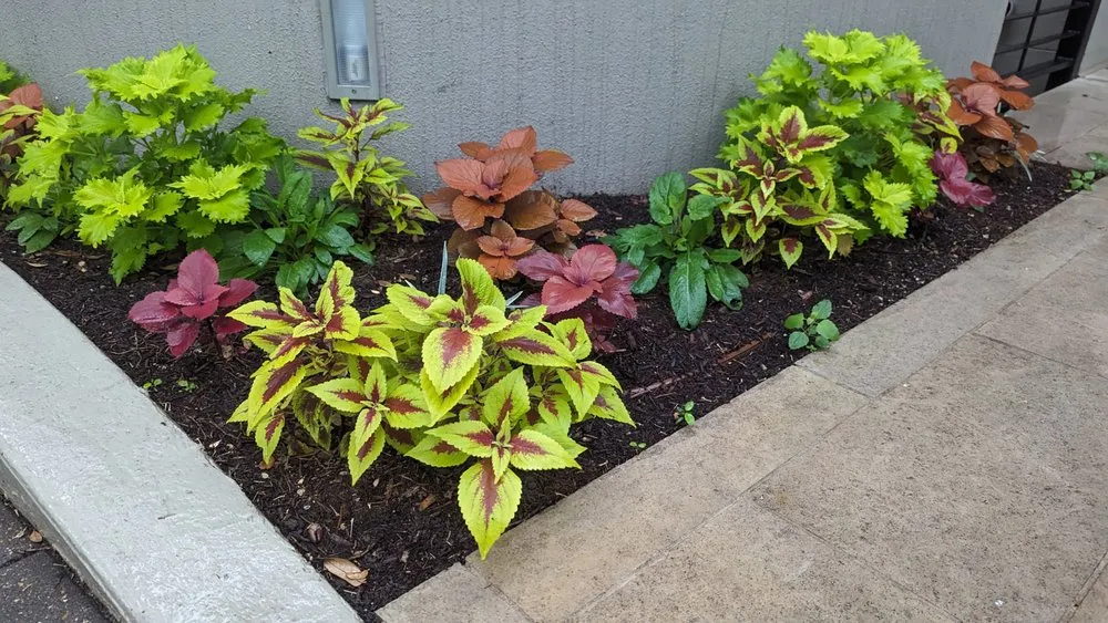 Trusted landscape design with custom design in Austin, TX by Zazu Landscaping