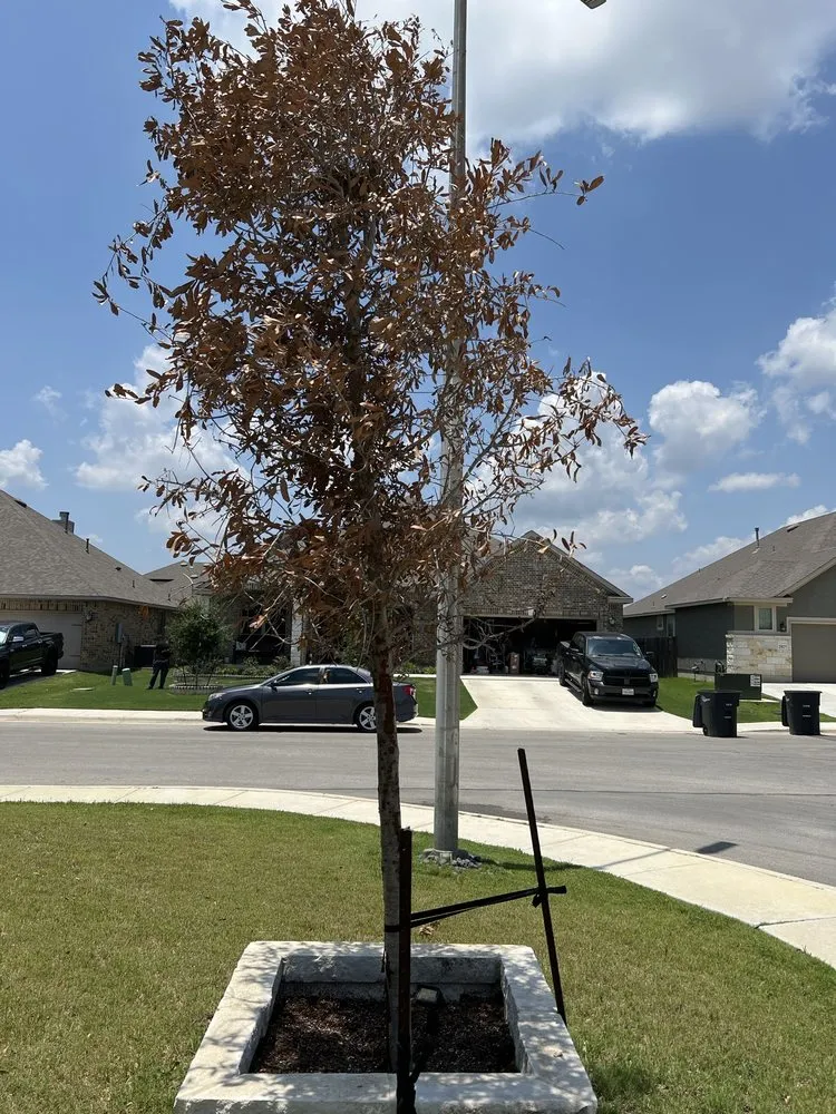 Reliable yard cleanup service in Seguin, TX by ZDC Plumbing and Landscape Company