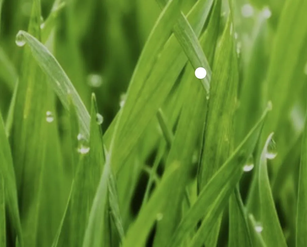 Trusted yard maintenance experts serving Cuyahoga Falls, OH - Zeescapes