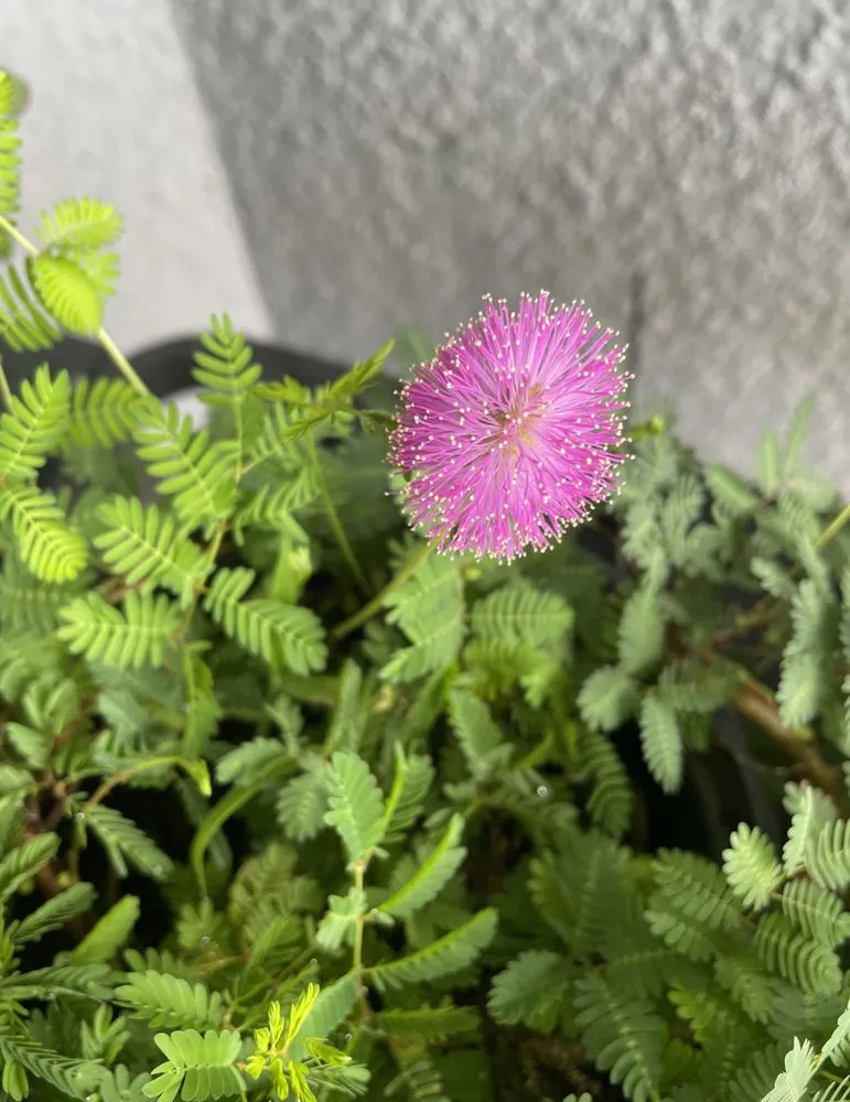 Expert lawn care service in Buckingham, FL by Zeigler’s Landscape & Design