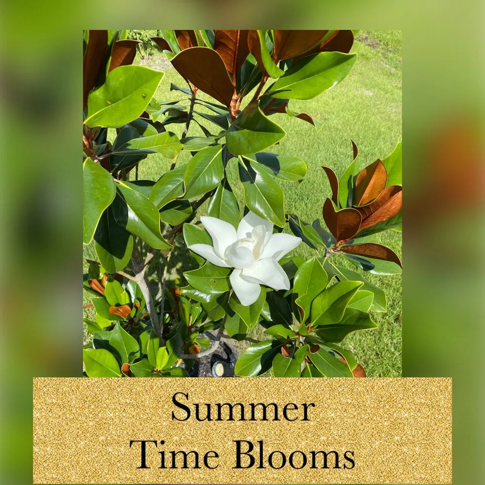 Trusted landscaping services for beautiful yards across Buckingham, FL - Zeigler’s Landscape & Design