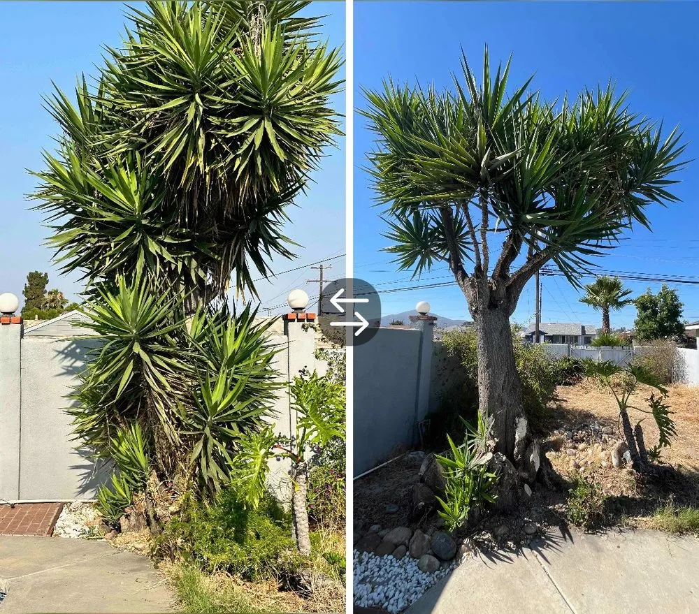 Custom yard maintenance for residential properties in Lemon Grove, CA by Zeke’s Gardening Services