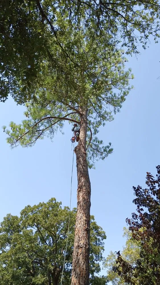 Professional landscape installation in Grand Prairie, TX - Zelaya Landscape and Tree Service