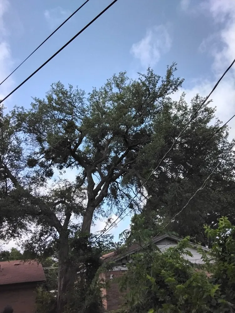 Custom lawn care service in Grand Prairie, TX by Zelaya Landscape and Tree Service