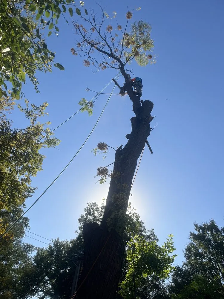 Local landscape installation experts serving Grand Prairie, TX - Zelaya Landscape and Tree Service