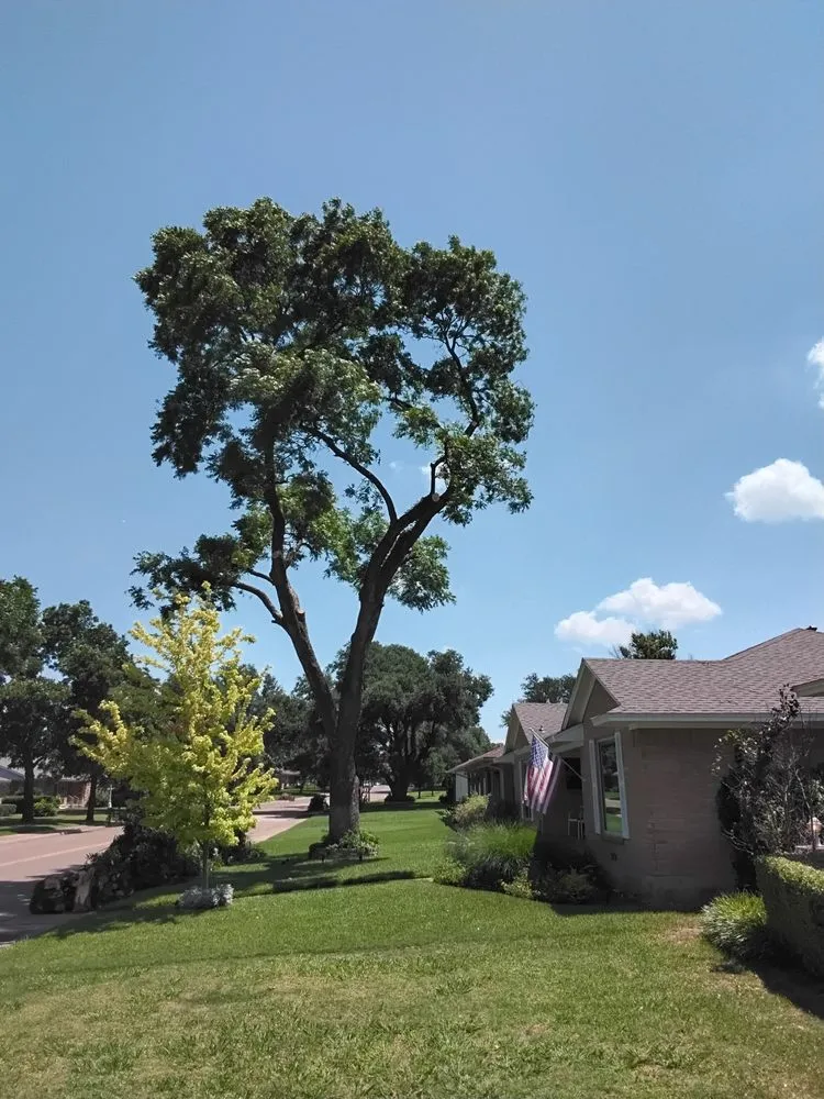 Local garden landscaping for outdoor upgrades in Grand Prairie, TX by Zelaya Landscape and Tree Service