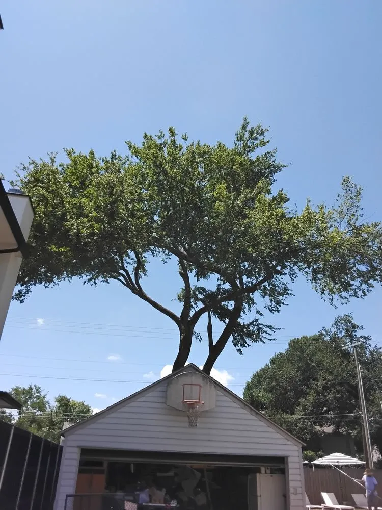 Expert landscaping services for beautiful yards across Grand Prairie, TX - Zelaya Landscape and Tree Service