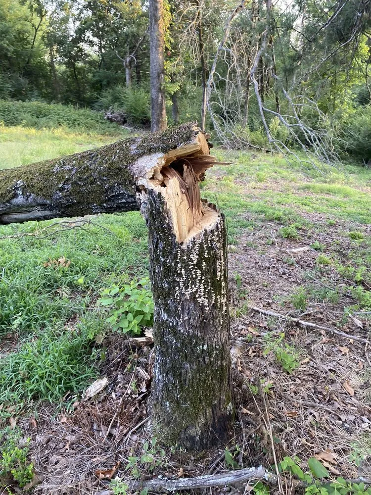 Professional landscape installation with custom design in Van Buren, AR by Zelaya