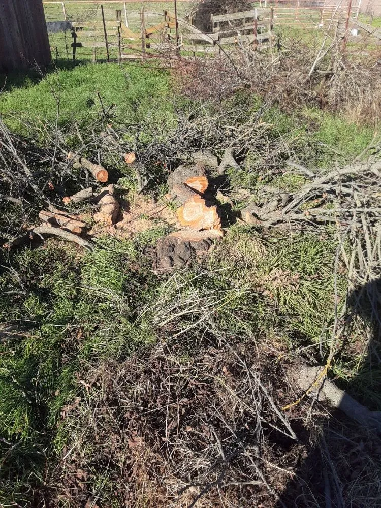 Expert yard maintenance in Atwater, CA - Zen Scape