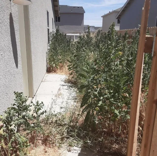 Trusted yard cleanup service in Atwater, CA by Zen Scape