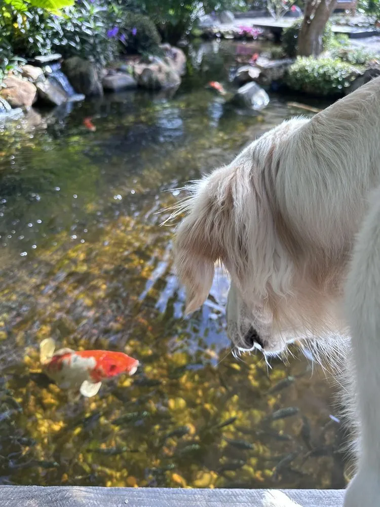 Top-rated yard cleanup service experts serving Kendall, FL - Zen Water Gardens