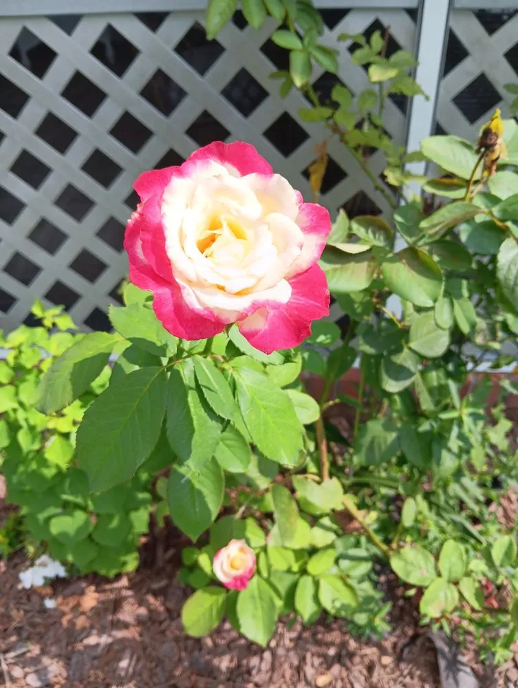 Reliable yard cleanup service for residential properties across Havelock, NC - Zen Willow Landscape and Consulting