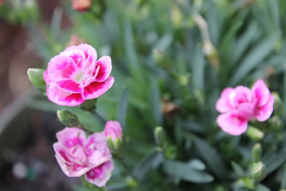 Custom garden landscaping near you across Havelock, NC - Zen Willow Landscape and Consulting