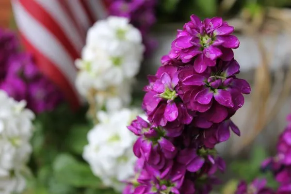 Zen Willow Landscape and Consulting