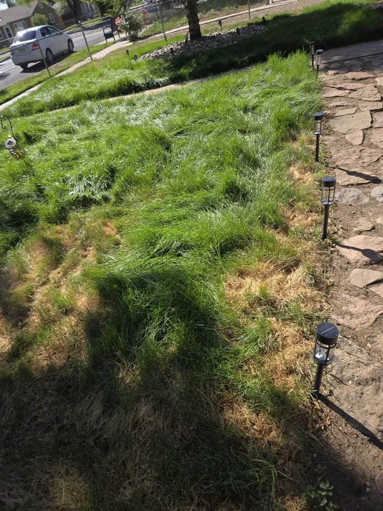 Trusted yard cleanup service in Colorado Springs, CO - Zenith Contracting