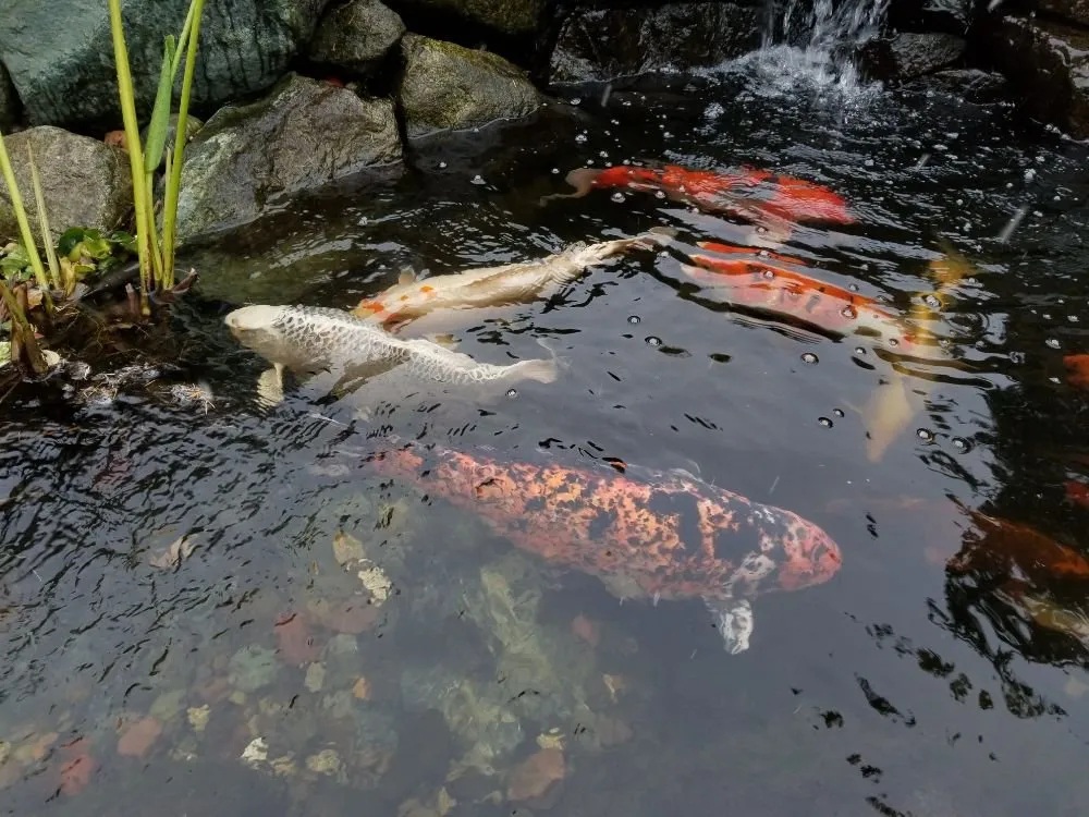 Professional outdoor landscaping in Auburn, WA - Zenji Landscape Construction