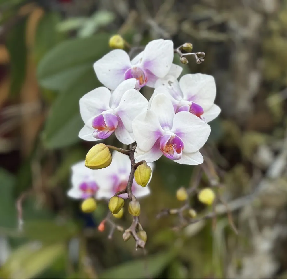 Trusted yard cleanup service for beautiful yards across Davie, FL - Zensations Garden