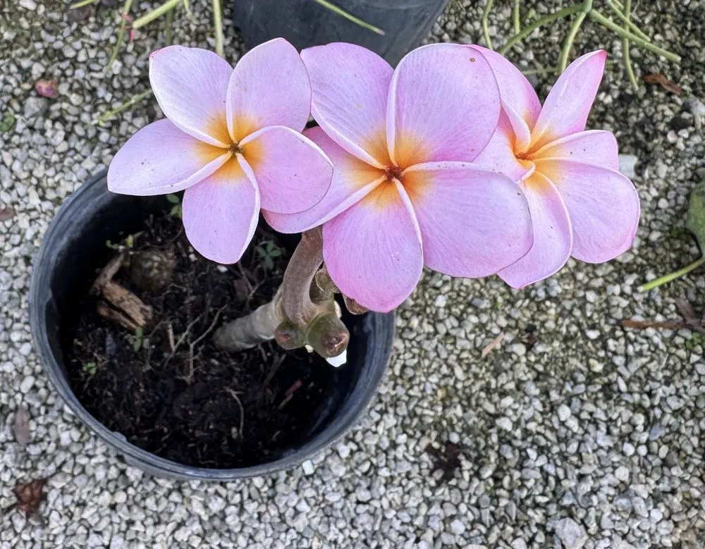 Affordable lawn care service in Davie, FL by Zensations Garden