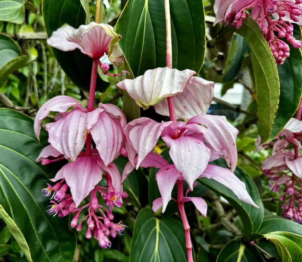 Trusted garden landscaping in Davie, FL by Zensations Garden