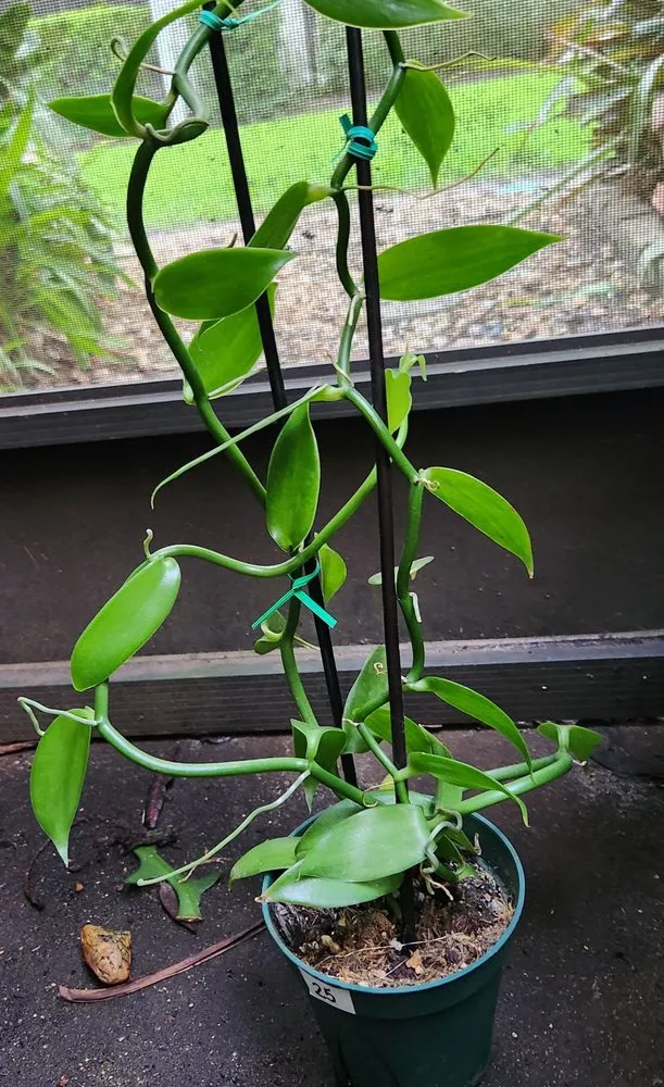 Affordable yard maintenance with custom design across Davie, FL - Zensations Garden